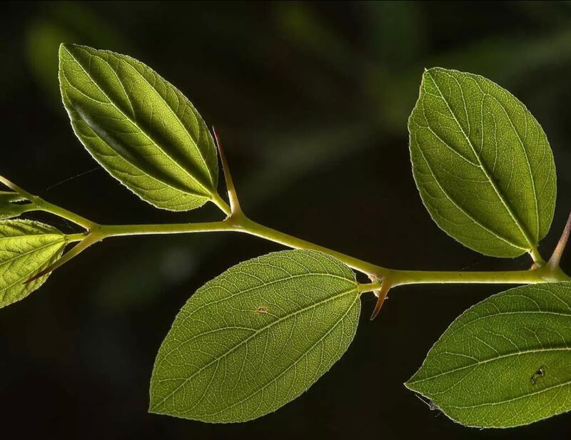 التعليم العالي توضح حول استخدام “السدر” لعلاج كورونا