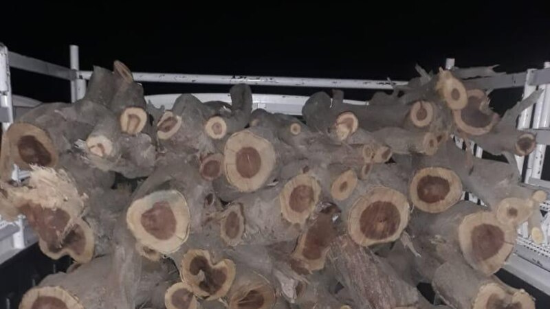 حاملو حطب في ضبطية لـ “البيئة”