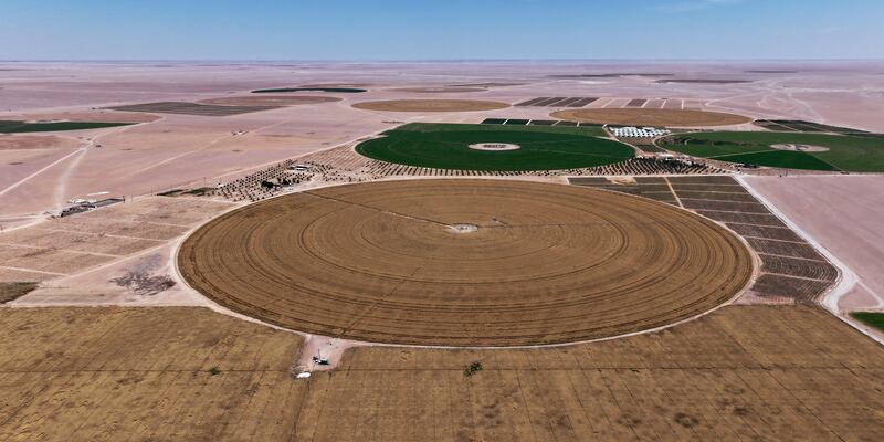 خيرات أرضنا:  توقعات بحصاد 6000 طن من القمح 