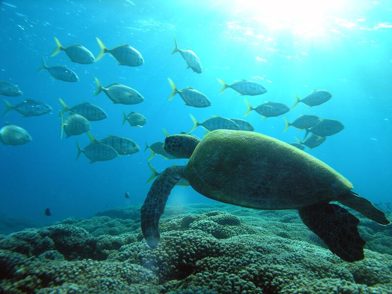 هيئة البيئة توضح حول محمية المنتزه الوطني الطبيعي في مسندم التي أنشئت بمرسوم سلطاني