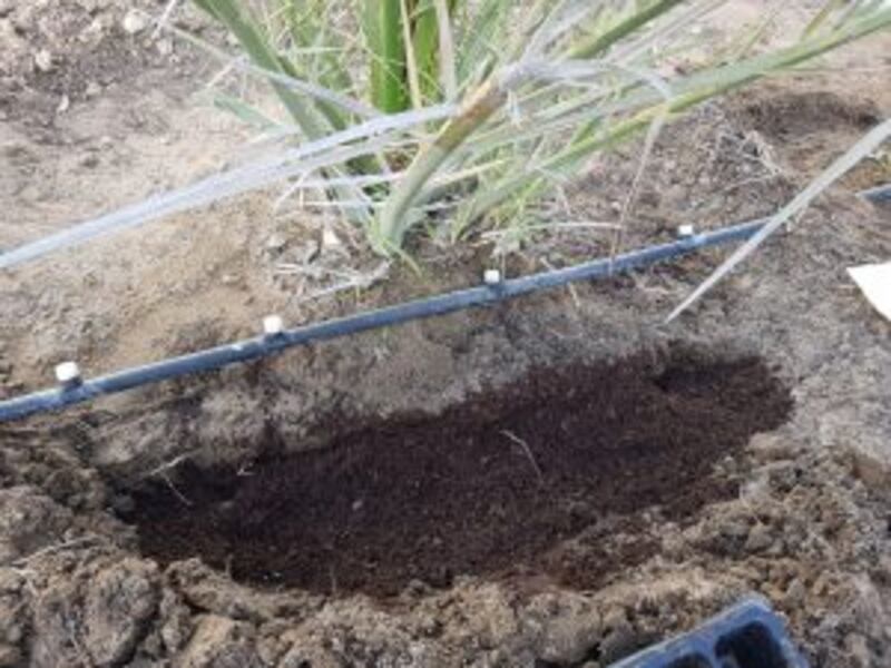 تجربة حول الأسمدة العضوية..ومسؤول في الزراعة يوضح نتائجها وأهميتها