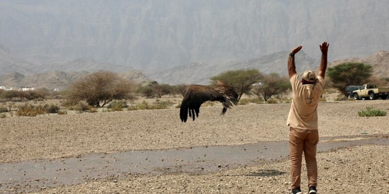 بعد وضع أجهزة تعقب عليها: إطلاق 4 نسور في إحدى المحميات الطبيعية