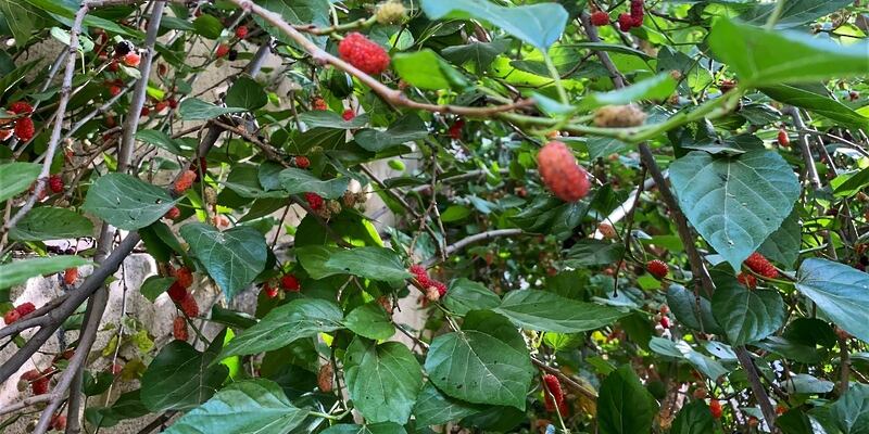 هل زرت وادي الحيول الذي يشتهر بالمحاصيل الزراعية الموسمية؟