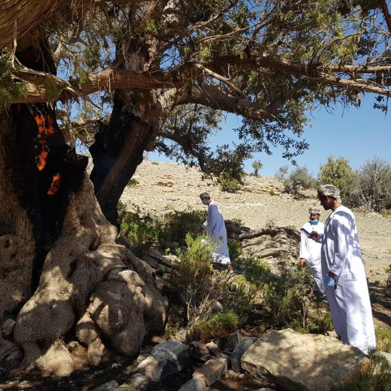 البيئة تتفاعل مع حرق الشجرة المعمّرة