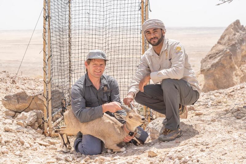 بالصور: دراسة بيئية حول الوعل النوبي في السلطنة