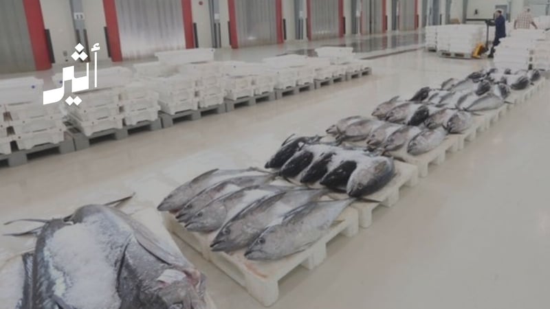 بعد خسائر تجاوزت 22 مليون ريال: هل ينقذ تغيير الشكل القانوني شركة الأسماك العمانية؟