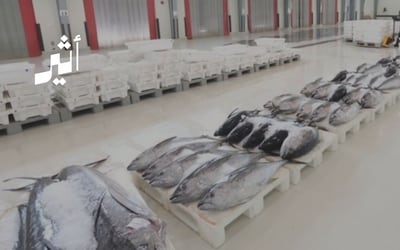 بعد خسائر تجاوزت 22 مليون ريال: هل ينقذ تغيير الشكل القانوني شركة الأسماك العمانية؟