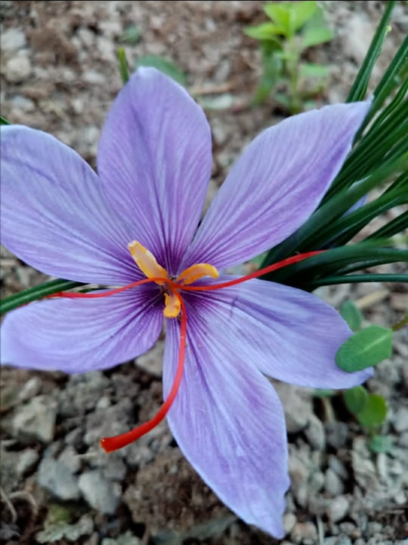 بنتائج مُذهلة: نجاح تجربة “الزعفران” في السلطنة