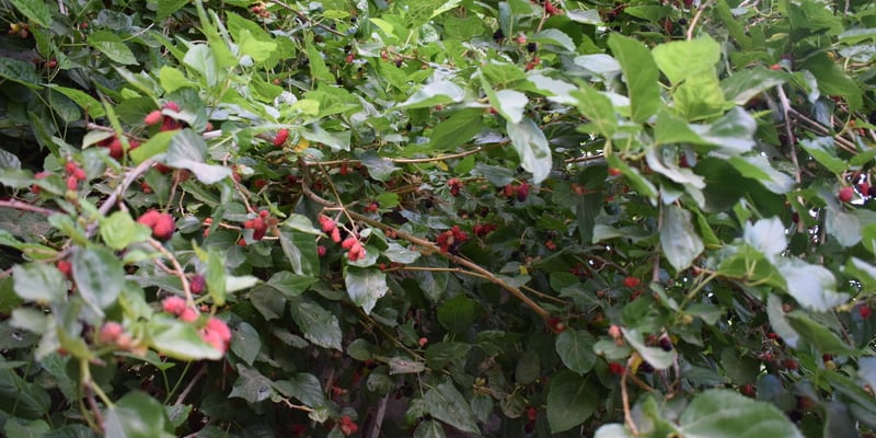 5 أنواع لـ “الفرصاد” في عبري، هل تعرفها؟