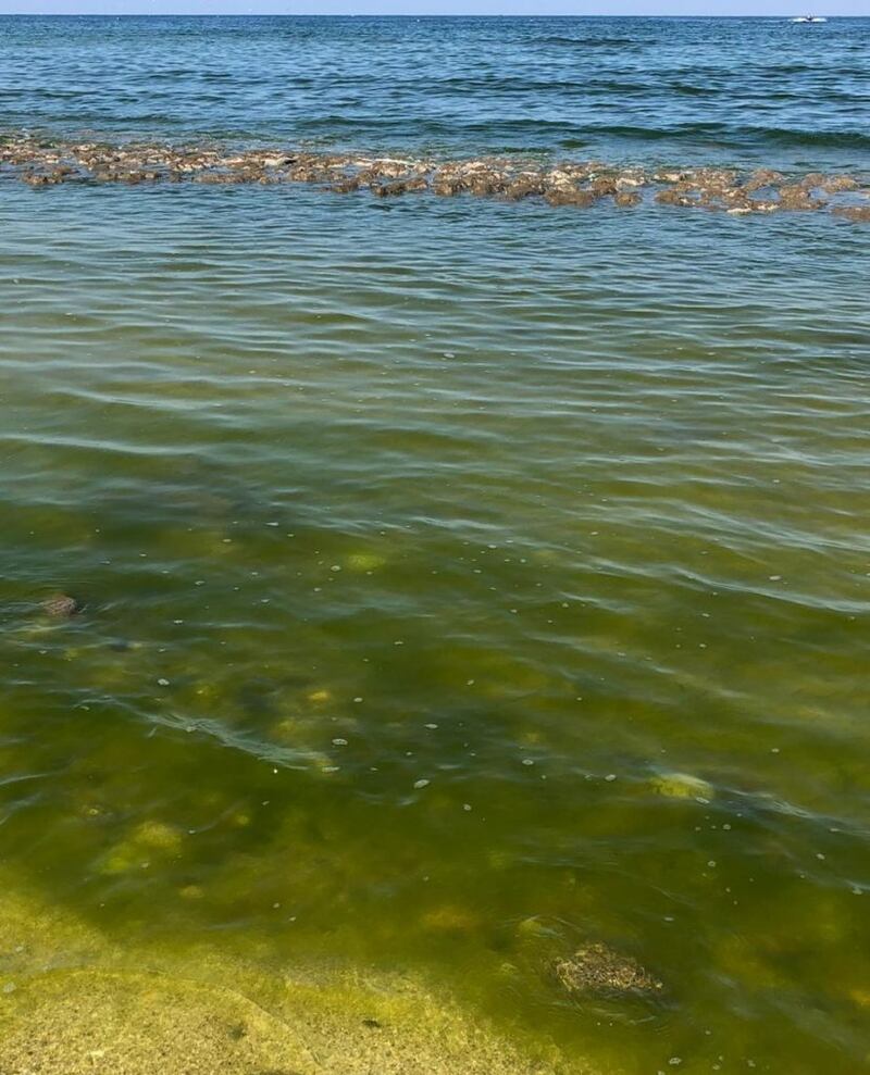 الزارعة تصدر توضيحًا حول تصبغ مياه البحر باللون الأخضر