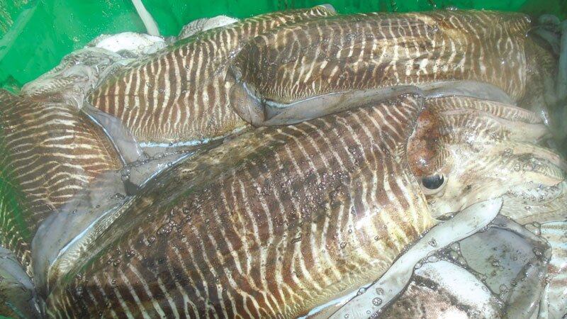 الكيلو منه أقل من ريالين: بدء موسم صيد “الغترو”