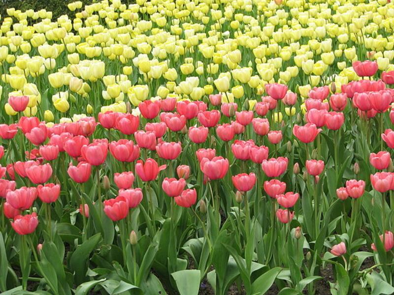 أكثر من مليوني ريال لاستيراد ورود