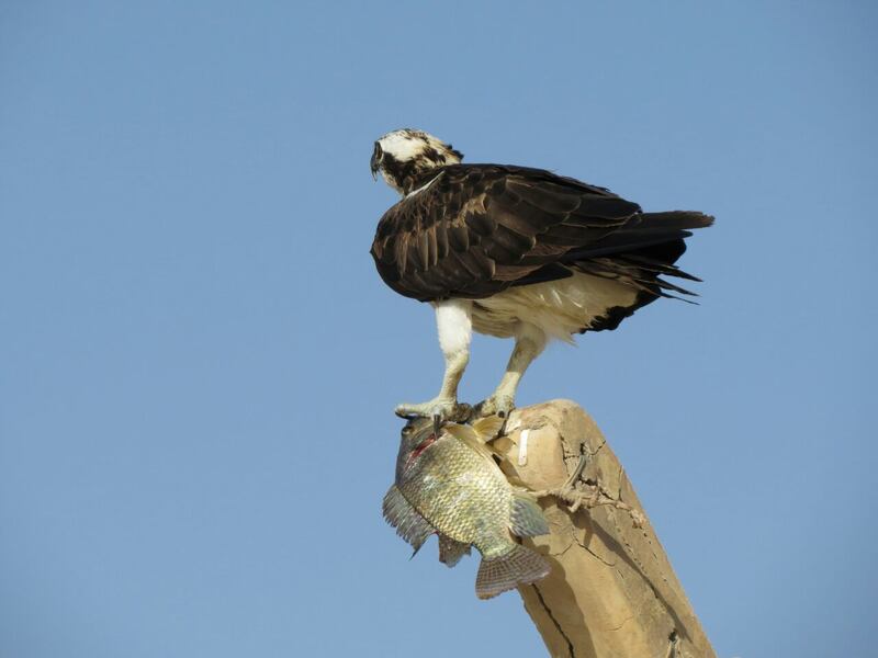 حكى عن قصته مع الأفاعي والذئاب: مصور عُماني يعشق تصوير الحيوانات ويرفض عروضًا من محطات عالمية