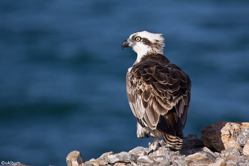 تضم آلاف الصور: أول مكتبة رقمية تقدّم الصورة الفوتوغرافية العمانية