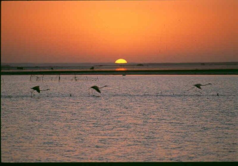 أُعلن عنها بمرسوم سلطاني: ماذا تعرف عن “محمية الأراضي الرطبة” بالوسطى؟!