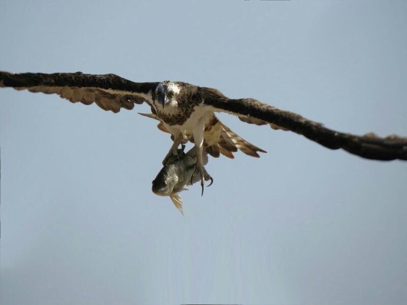حكى عن قصته مع الأفاعي والذئاب: مصور عُماني يعشق تصوير الحيوانات ويرفض عروضًا من محطات عالمية