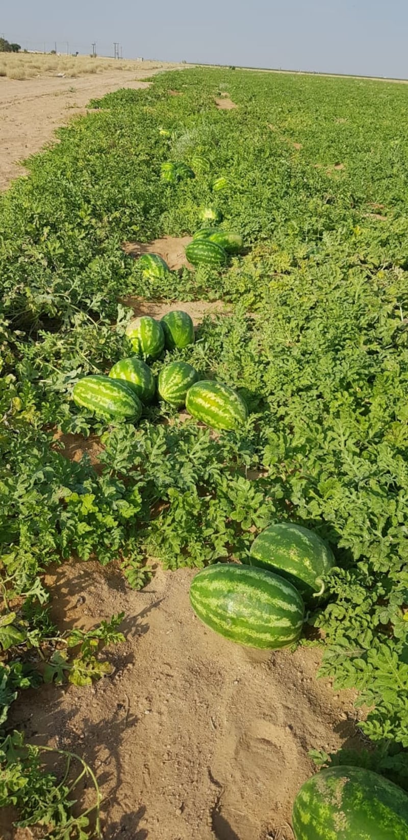 بالصور: “مزارع النجد” سلّة غذاء وصمام أمان.. وتحديات تنتظر الحلول