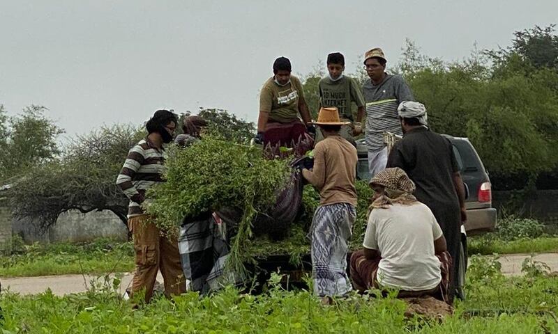 صحوة مجتمعية بيئية في ظفار وتساؤلات عن دور المؤسسات المختصة
