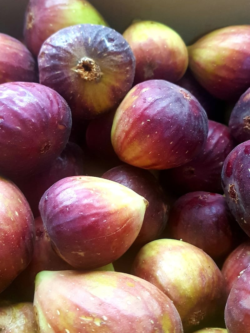 بالصور: عُماني ينجح في زراعة تين طعمه عسلي ولذيذ