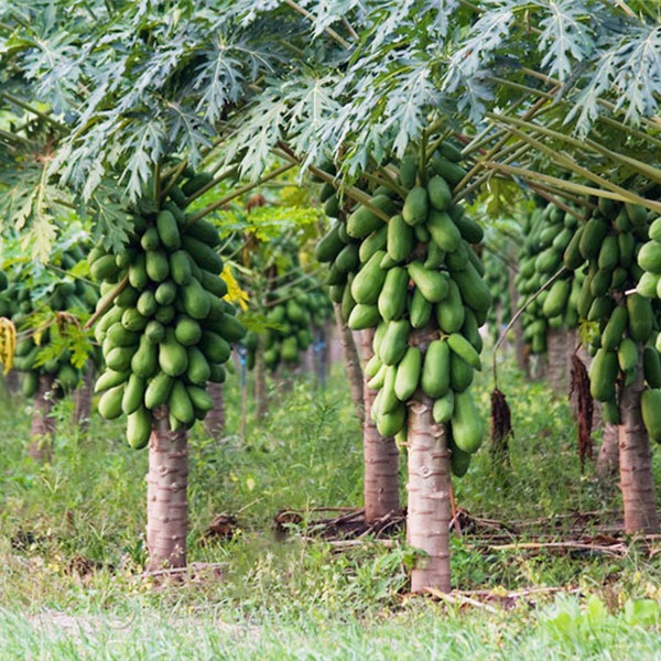 موجودة في السلطنة خصوصًا في ظفار: الباباظ” شجرة ذات فوائد غذائية وصحيّة