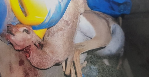 القبض على مواطنين انتهكوا الحياة الفطرية