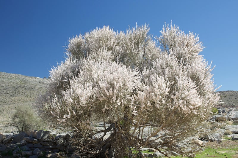 بالصور: ”كنز منسي“ في مسندم وخبير يُحذّر من التهديدات التي تواجهه 