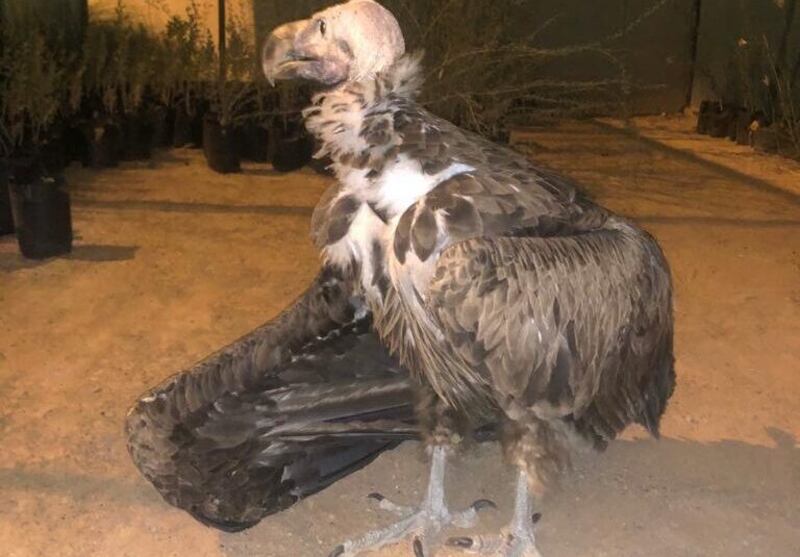 مواطن يعثر على نسر في وضع حرج