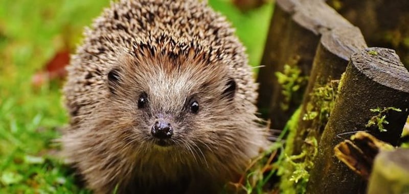 له نوعان في سلطنة عمان: إليك معلومات عن الحيوان “صديق البستاني”