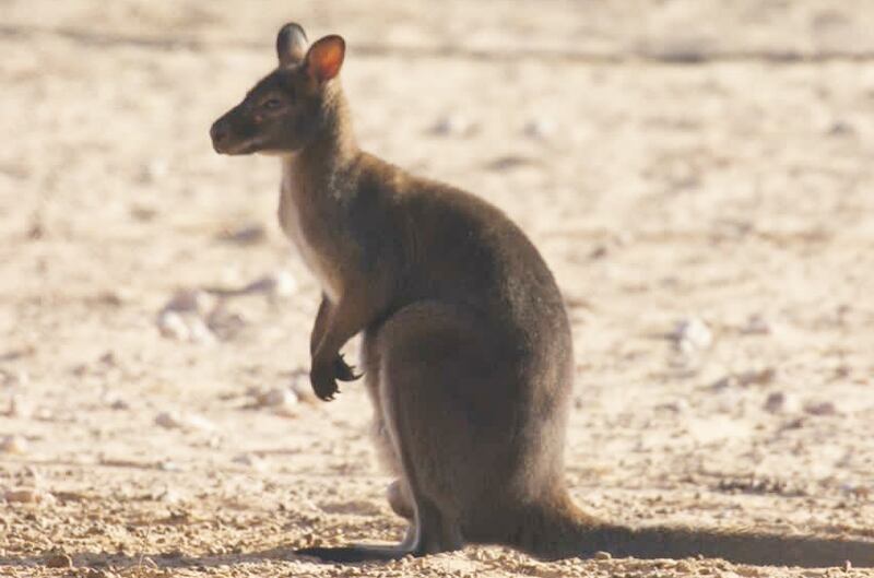 بالصور: قائمة جديدة من الحيوانات المهددة بالانقراض في السلطنة