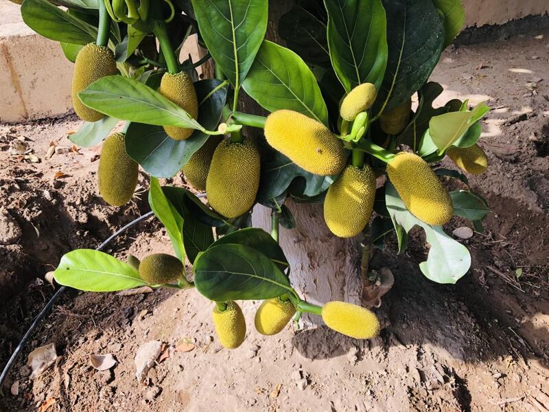 زراعة “الجاك فروت” في السويق