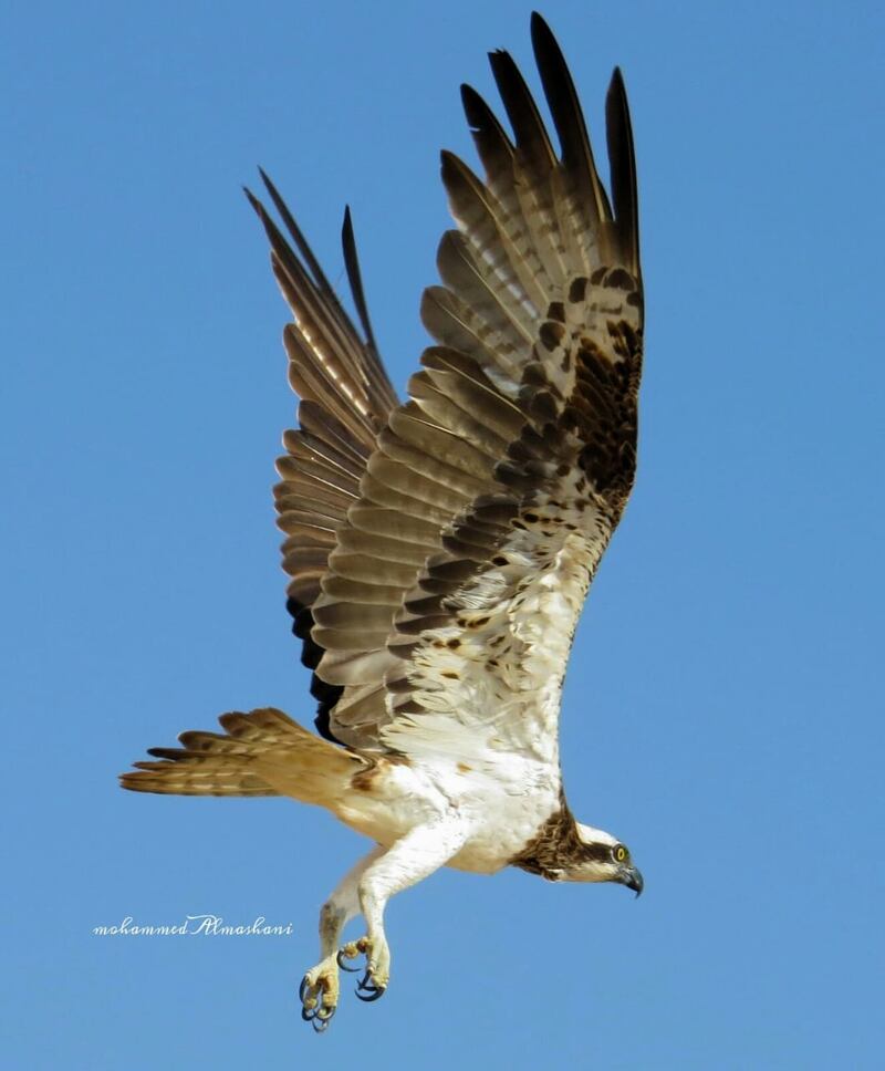 حكى عن قصته مع الأفاعي والذئاب: مصور عُماني يعشق تصوير الحيوانات ويرفض عروضًا من محطات عالمية