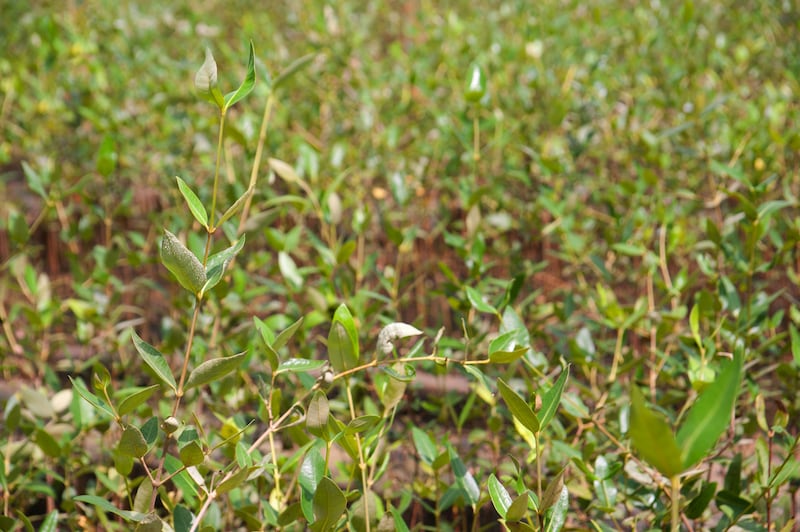 لها سمات تميزها: ماذا تعرف عن أشجار القرم في السلطنة؟