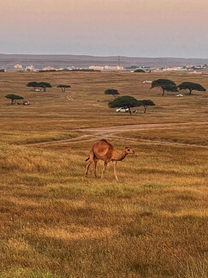 وسائل التواصل ساعدت في تداوله: دبرارتٌ.. فنٌ محلي من ظفار