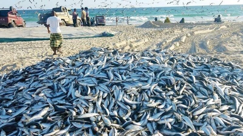 بالأرقام: إحصائية لكميات الأسماك التي تم اصطيادها