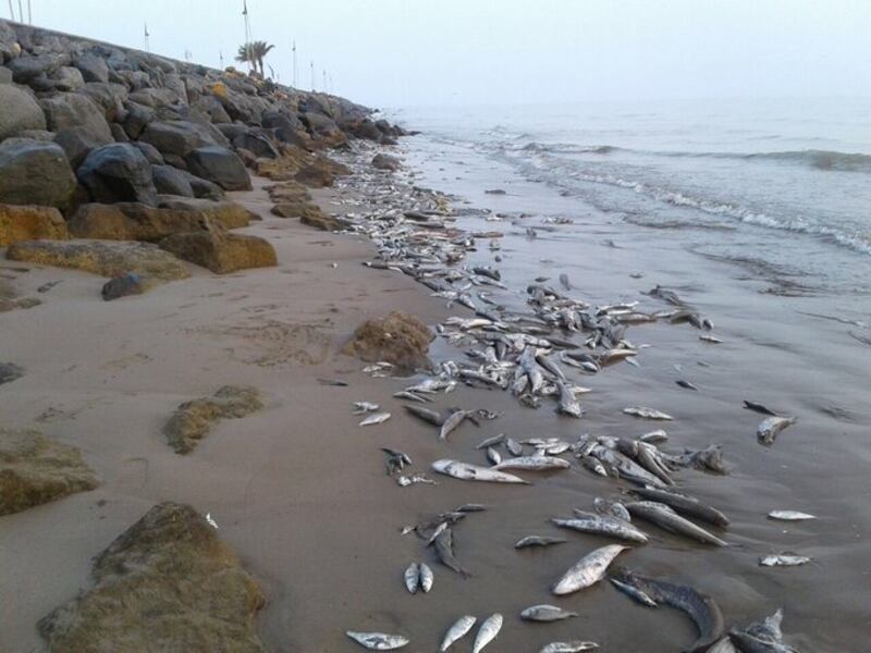 مواطنون يشتكون من انبعاث روائح مزعجة في السيب والبلدية تتفاعل