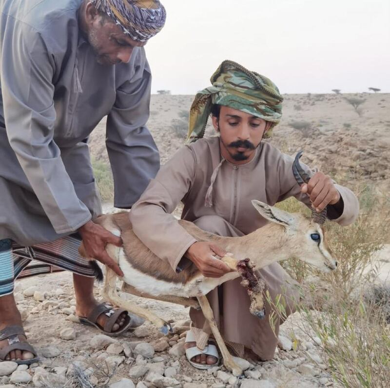 إنقاذ غزال عربي مصاب