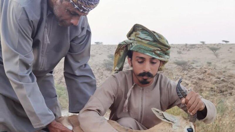 إنقاذ غزال عربي مصاب