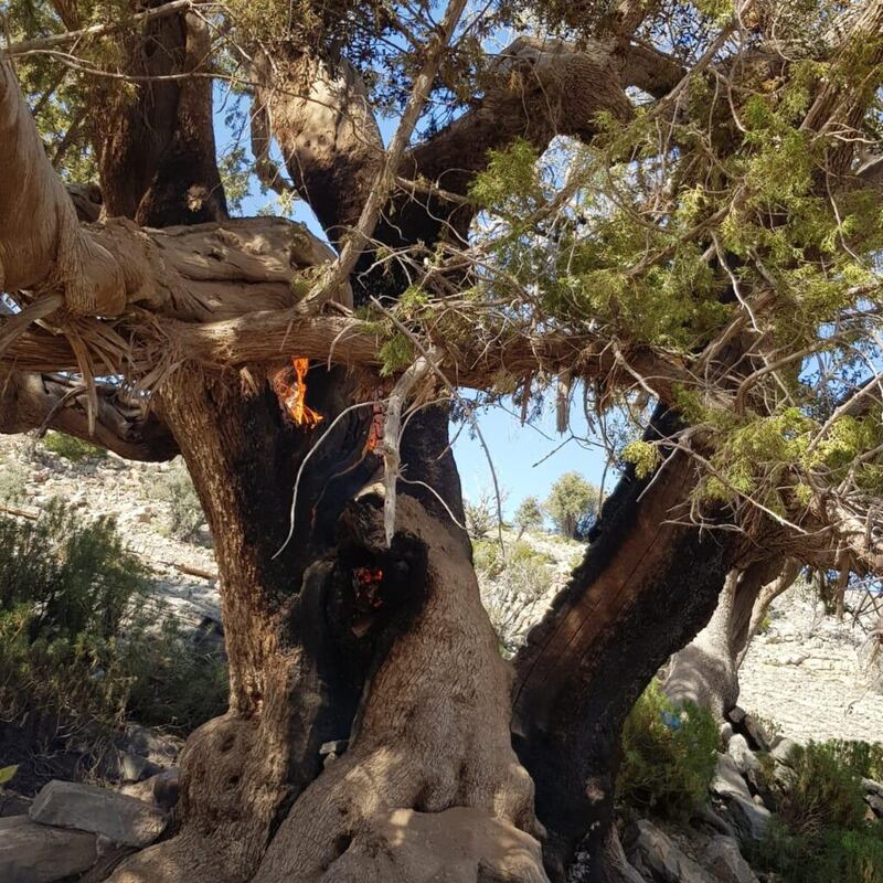 البيئة تتفاعل مع حرق الشجرة المعمّرة