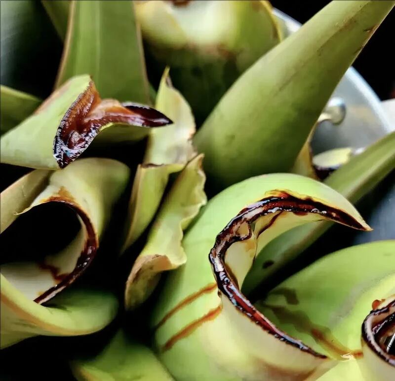 نوعان لها يوجدان في ظفار: ماذا تعرف عن “الألوة” واستخداماتها؟