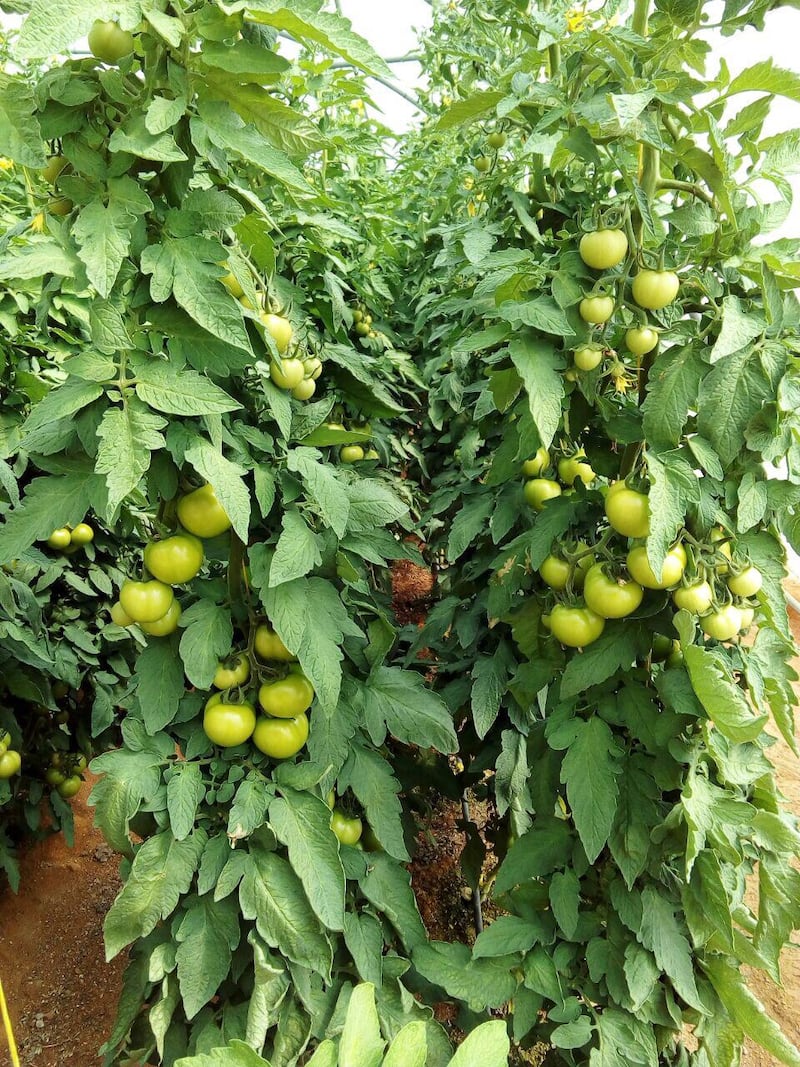 بالصور: “مزارع النجد” سلّة غذاء وصمام أمان.. وتحديات تنتظر الحلول