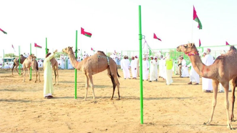 غدا انطلاق المهرجان السنوي لسباق الهجن بالكامل والوافي