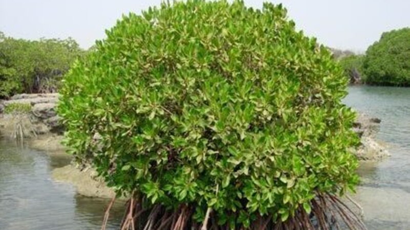 استزراع أكثر من 600 ألف شتلة من “القرم”