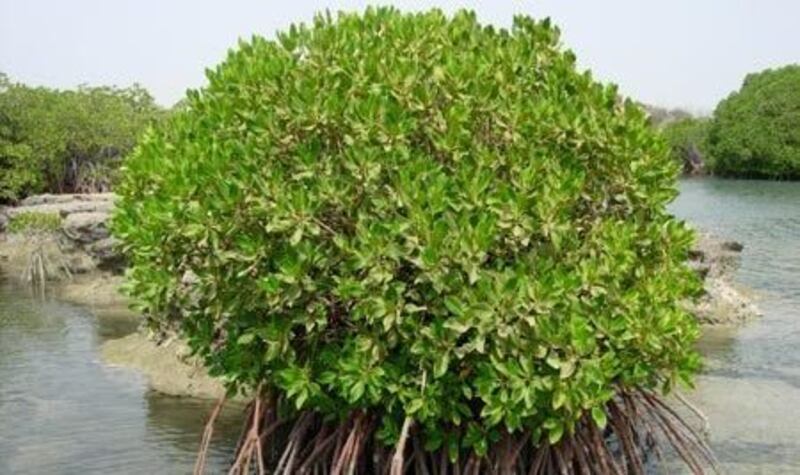 استزراع أكثر من 600 ألف شتلة من “القرم”