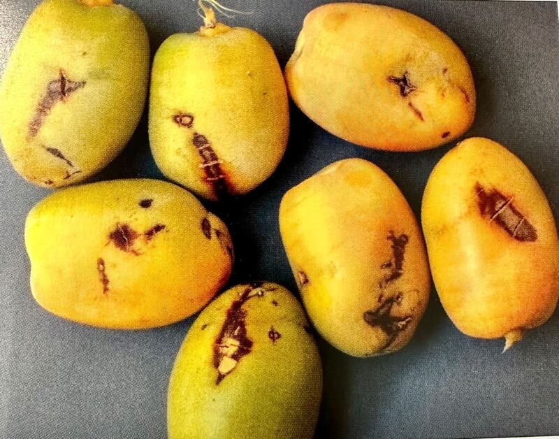 هل سمعت بـ “التشطيب” على التمر؟