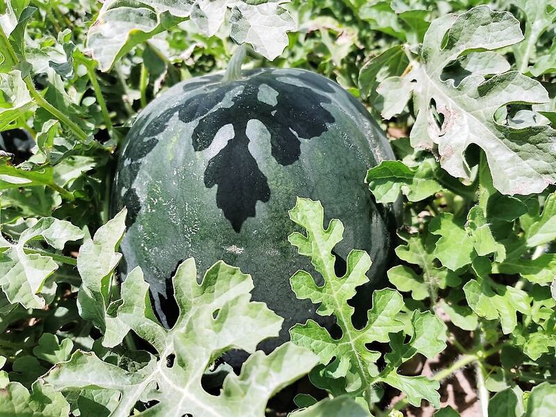 بالصور: مواطن يحقق إنتاجية كبيرة من زراعة الجح