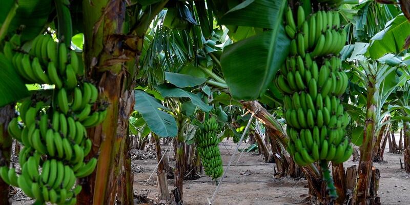 اكتشاف نوع جديد من نبات الموز في مزرعة سُلطانية