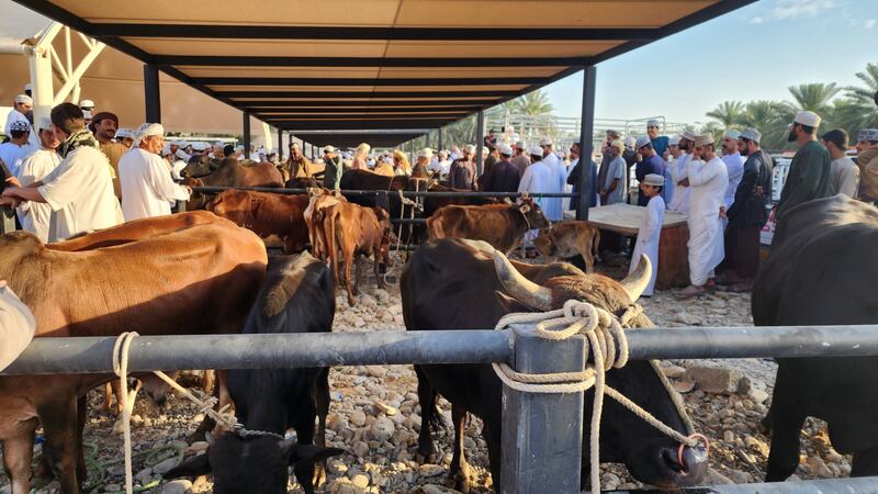 أسعار الأبقار تصل إلى 980 ريالًا في هبطة الرستاق