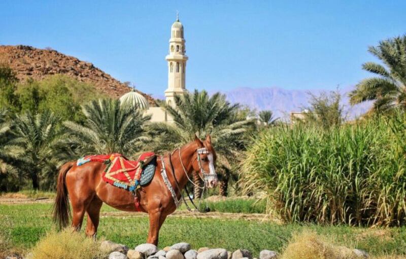 ارتبط اسمها بتربيتها: ماذا تعرف عن بلدة “ذات خيل” في الداخلية؟