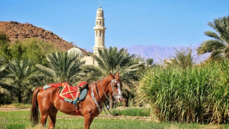 ارتبط اسمها بتربيتها: ماذا تعرف عن بلدة “ذات خيل” في الداخلية؟