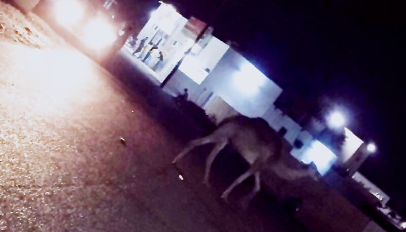 حيوانات سائبة تجوب شوارع “طهوه” …وسكانها يؤكدون ضررها